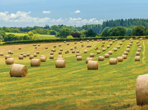 HBO_Website_Hay Field