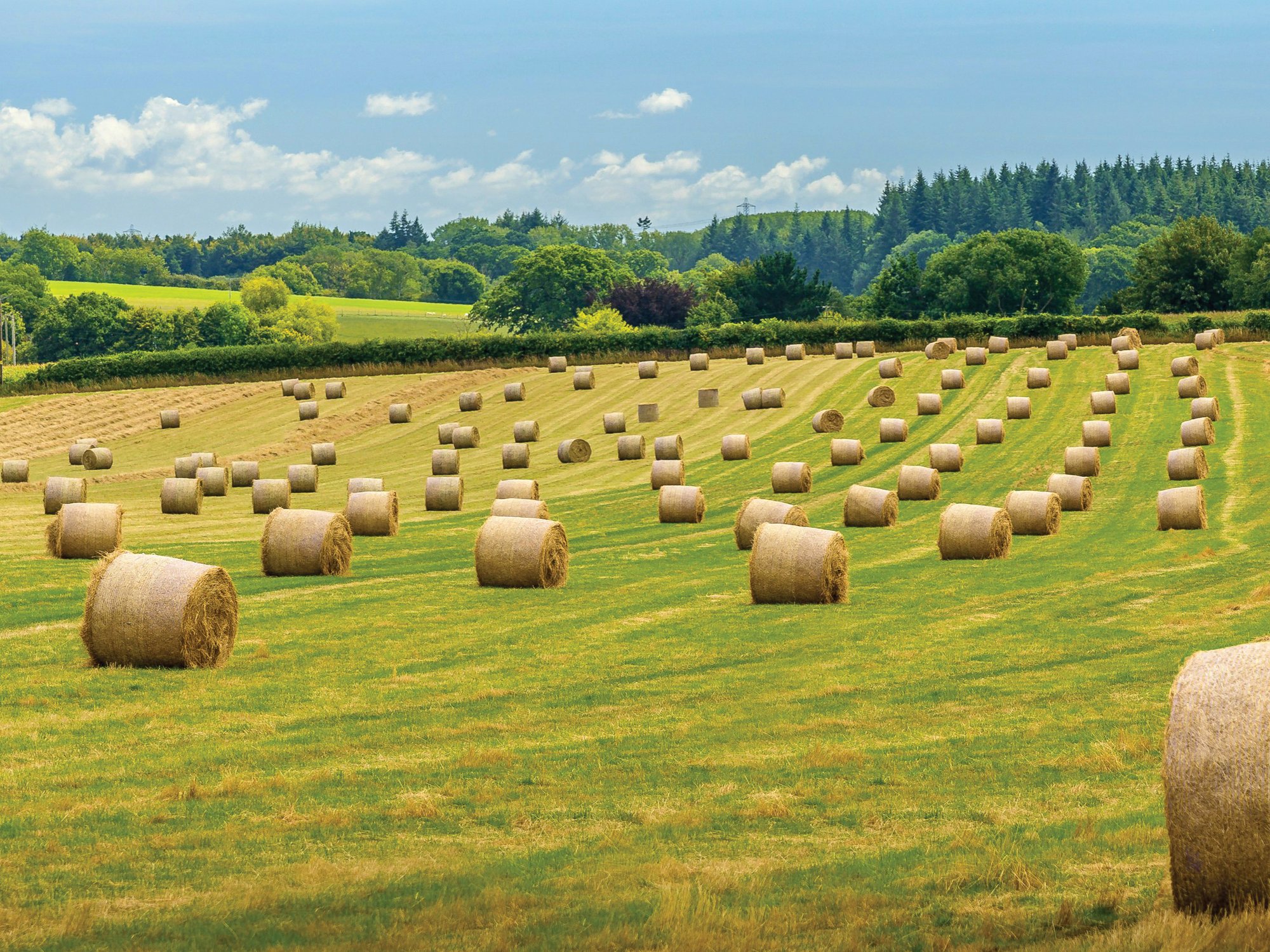 HBO_Website_Hay Field