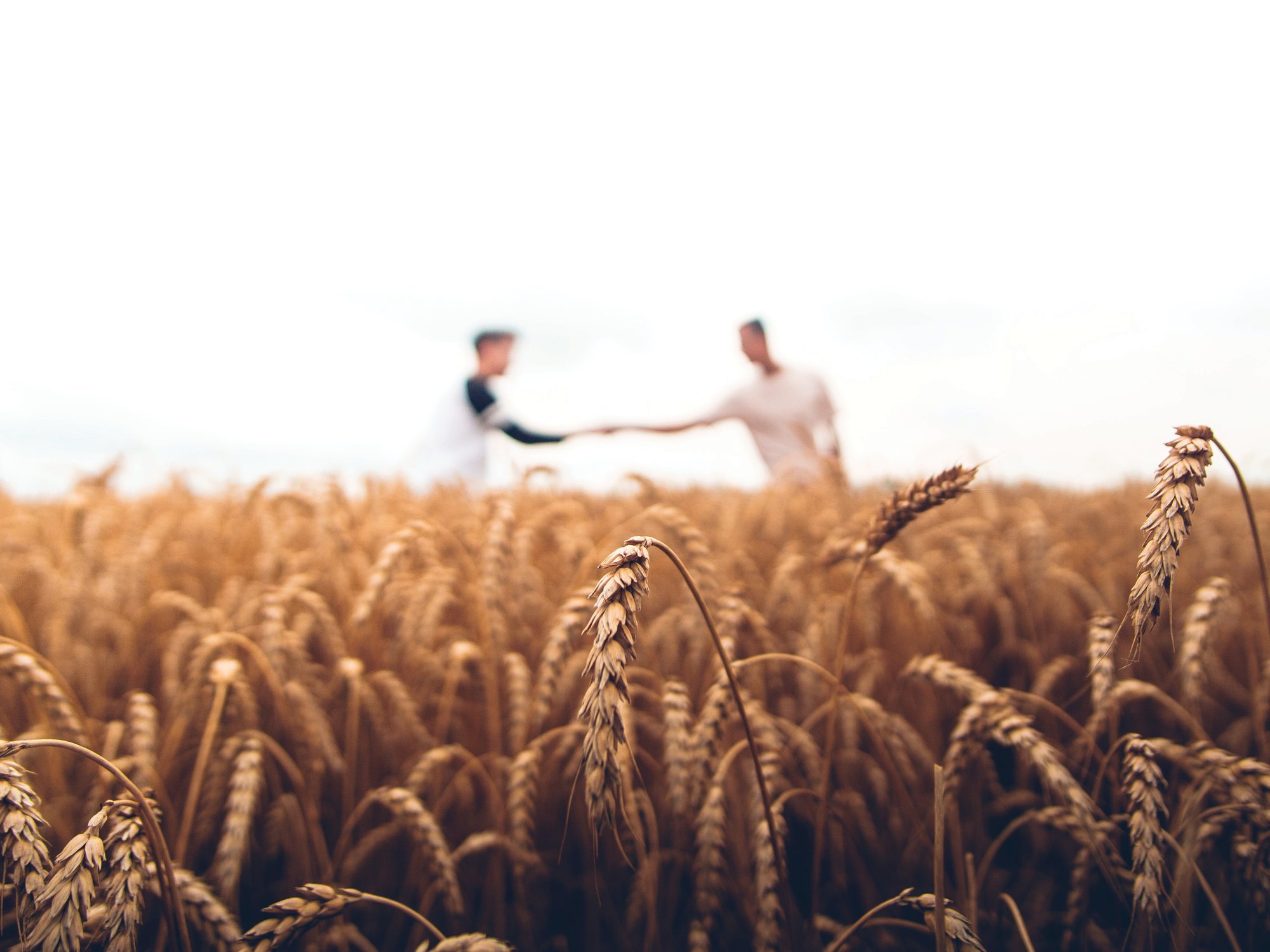 Field of wheat with men shaking hands